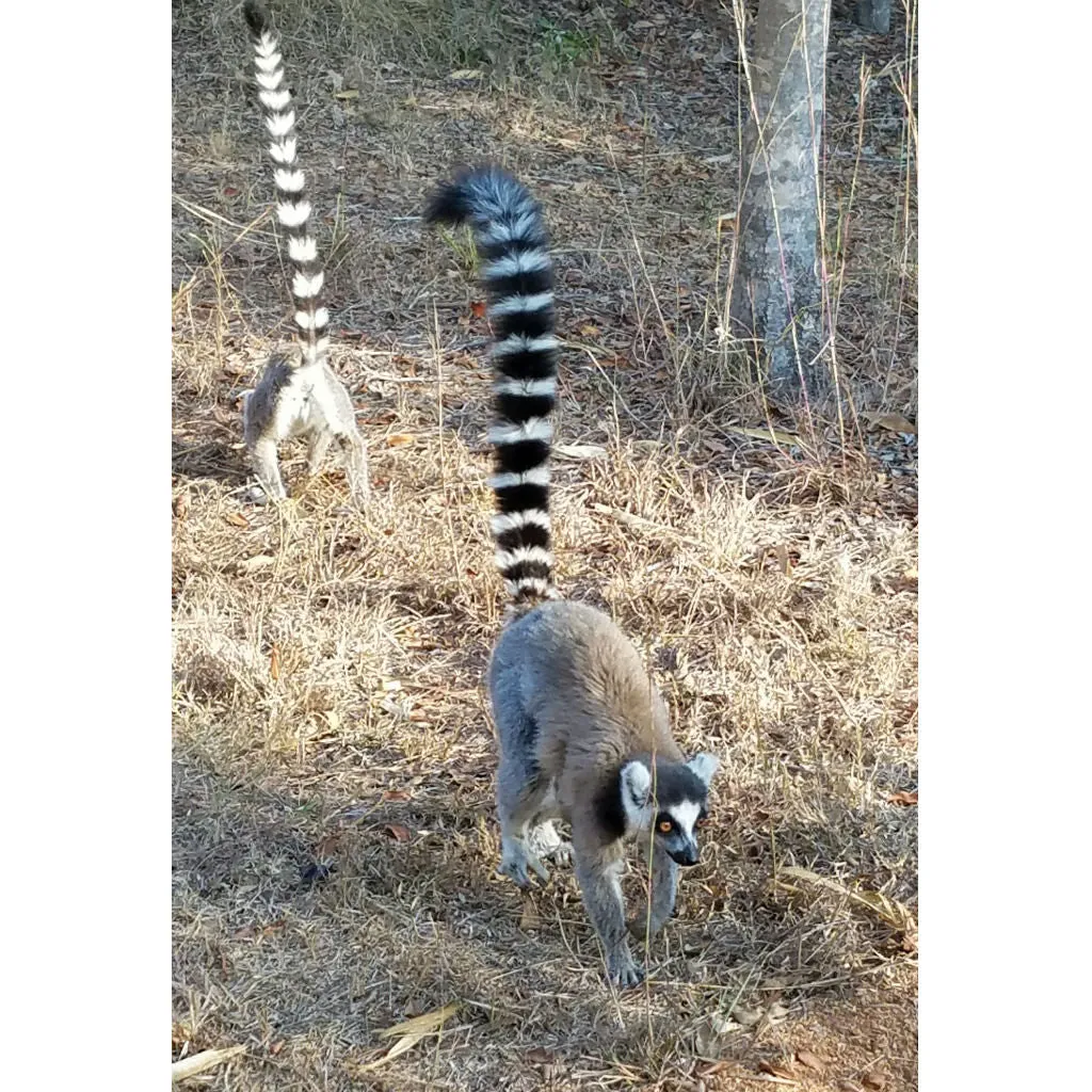 Madagascar Tote bag by Isabelle S.